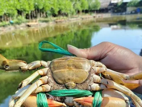 Cà Mau: Giá cua tăng gấp đôi khi Trung Quốc mở cửa