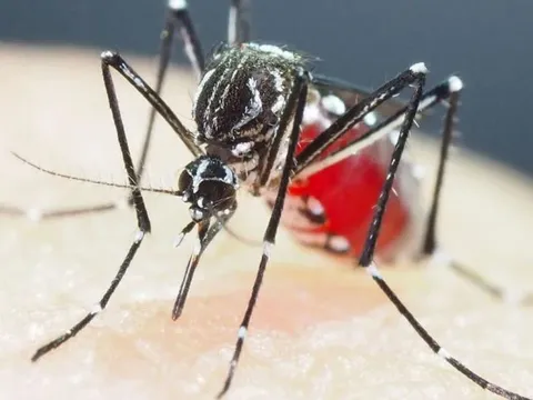 Báo động nguy cơ từ muỗi siêu kháng thuốc ở châu Á