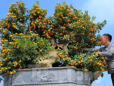 Độc lạ 'song quất' ghép trên thân gỗ lũa giá 80 triệu đồng