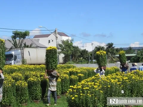Khánh Hòa: Hoa cúc Tết Ninh Giang đắt hàng nhưng người trồng ít lãi