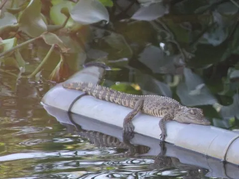 Xác minh nghi vấn cá sấu xuất hiện ở Đông Hà