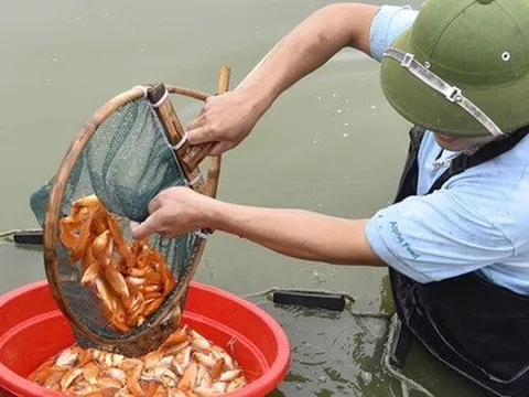 Vựa cá chép đỏ ở xứ Thanh tất bật chuẩn bị phương tiện cho ông Công, ông Táo về trời