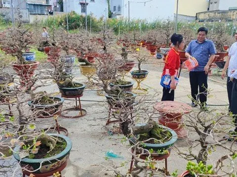 Vắng khách mua hoa Tết, chủ vườn giảm giá