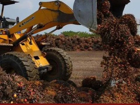 Indonesia, Malaysia có thể ngừng xuất khẩu dầu cọ sang châu Âu