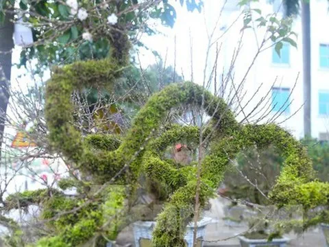 Chiêm ngưỡng cây nhất chi mai độc lạ lần đầu tiên xuất hiện ở Vinh