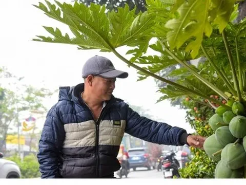 Đu đủ bonsai trĩu quả hút khách dịp Tết