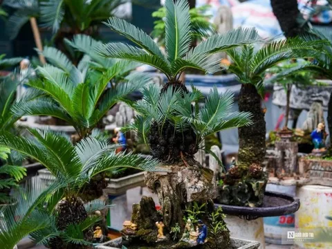 Vạn tuế bonsai giá hàng triệu đồng hút khách dịp Tết Nguyên đán