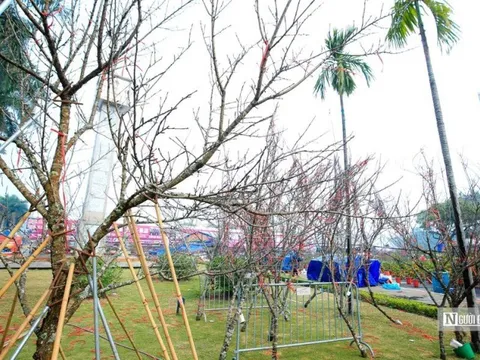 Cận cảnh những cành "củi khổ" được thét giá chục triệu trưng Tết