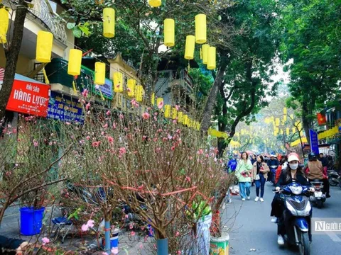 Chợ hoa Hàng Lược nhộn nhịp những ngày cận Tết