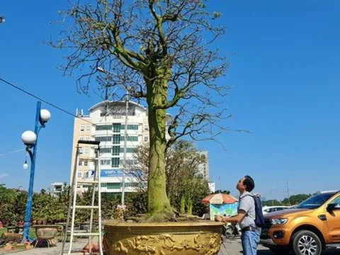 Ngắm cụ mai bạc tỉ, chủ vườn không bớt 1 đồng