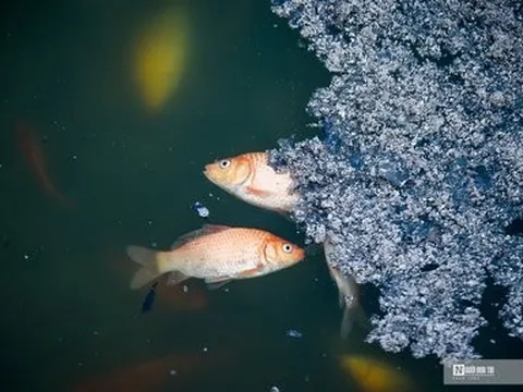 Cá chép "bơi ngửa" cùng tro tàn khi vừa được thả