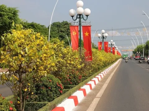 Ngắm đường hoa mai độc đáo trên dải phân cách ở Bà Rịa - Vũng Tàu