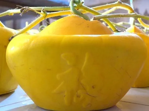 Dưa hấu hình thỏi vàng làm ra không đủ bán