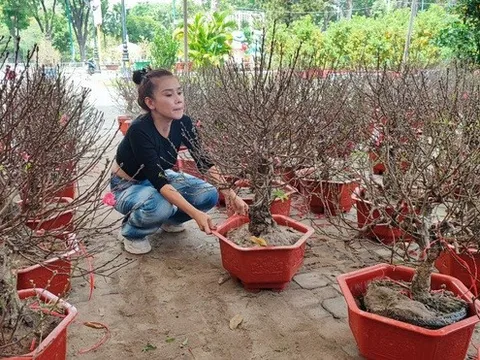 Nhà vườn gánh chi phí hàng trăm triệu để bán hoa Tết