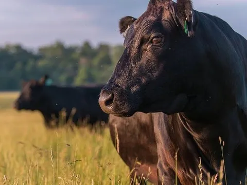 Đằng sau món thịt bò đắt nhất thế giới: Bò được chăm sóc 'tận răng', nhất cử nhất động đều được theo dõi bằng app, cảnh báo ngay đến chủ nếu bị vấp ngã