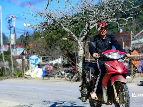 Người Mông nhộn nhịp chở đào đi bán