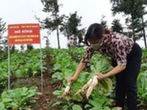 Lô củ cải muối Việt đầu tiên xuất Nhật, thu nhập nông dân tăng gấp 4 lần