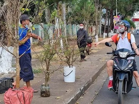 Mai rừng ùn ùn xuống phố, hút khách hỏi mua chơi Tết