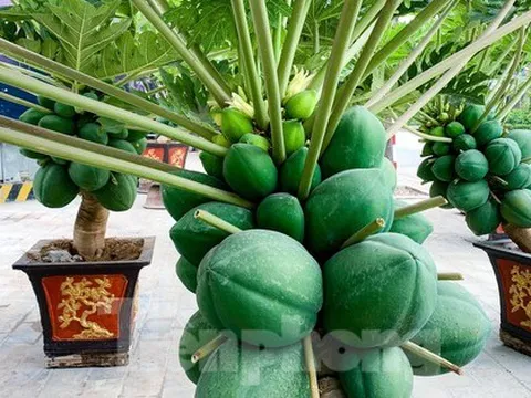 Hà Nội: Độc đáo vạn tuế mini, đu đủ bonsai chơi Tết đắt đỏ