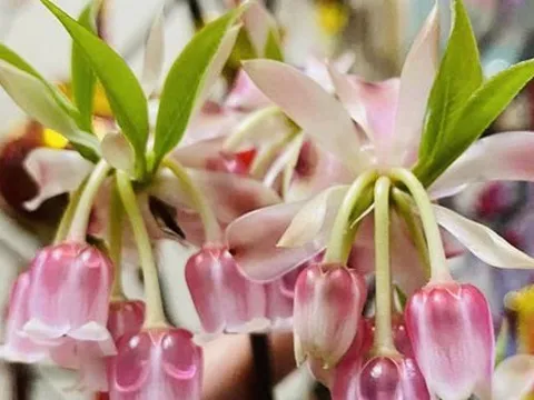 Những cành đào mới lạ đang 'sốt' chợ Tết