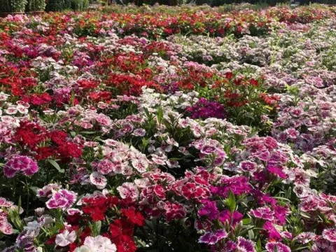 Hoa Tết ở TP HCM giảm giá sớm, khách thuê cả xe tải tới mua hàng