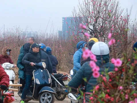 Làng đào Nhật Tân nhộn nhịp những ngày cận Tết Quý Mão 2023