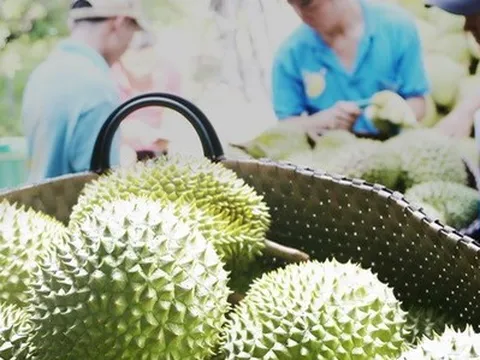 Sầu riêng hướng tới tỷ đô tại thị trường tỷ dân