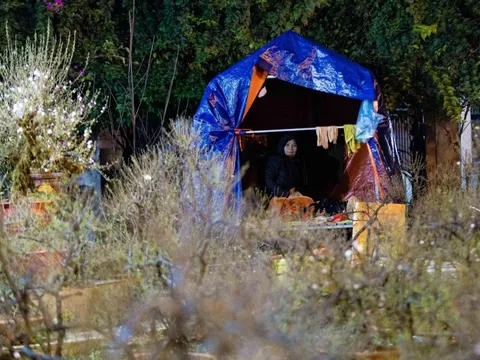 Người dân dựng lều trắng đêm trông đào, quất