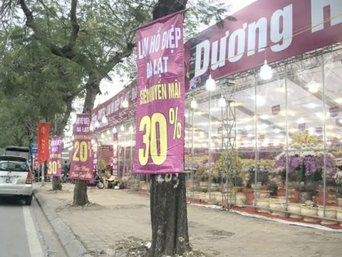 Hoa đào, lan, quất... 'siêu khuyến mãi' chờ người mua