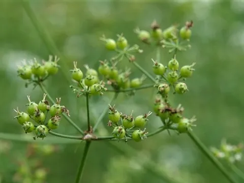 Tắm nước cây mùi già ngày Tết có tác dụng gì với sức khỏe?
