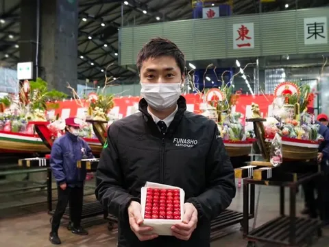 Loại cherry này có gì đặc biệt mà nửa cân có giá bán gần 240 triệu đồng?