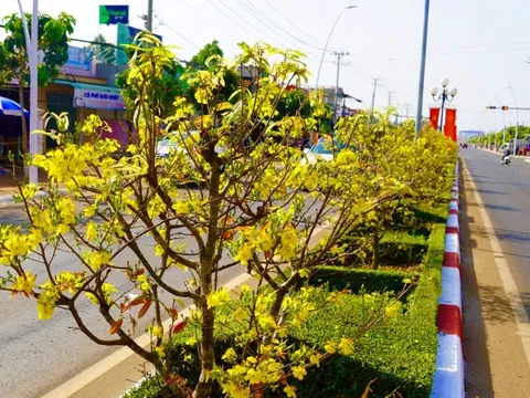 Độc đáo tuyến đường hoa mai nở rộ trên Quốc lộ 56