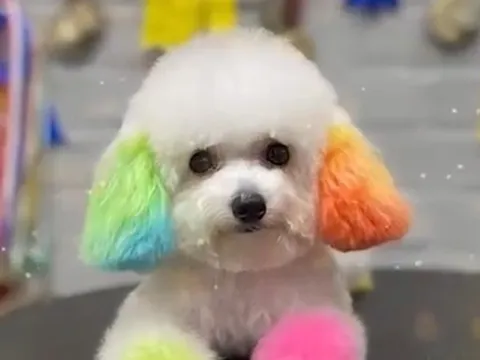 Giá lên tới cả triệu đồng, dịch vụ làm đẹp thú cưng đắt hàng dịp Tết