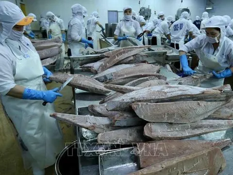 Lần đầu tiên cá ngừ trở thành ngành hàng giá trị tỷ USD
