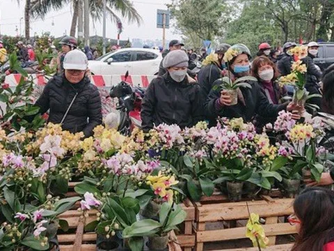 Hà Nội: lan hồ điệp ‘sale sập sàn’ vẫn vắng khách mua