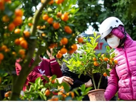 Kinh doanh "thú chơi" chốt 30 Tết: Cuộc "đấu trí" người bán-kẻ mua