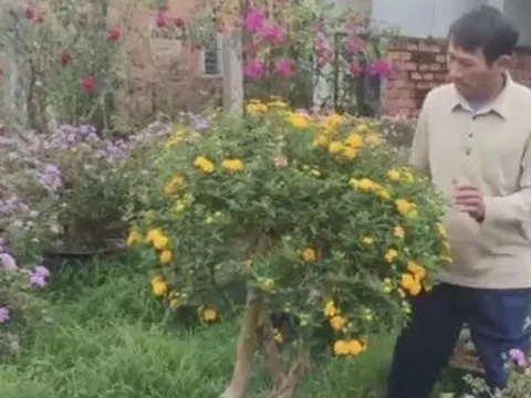 Gia Lai: Nông dân biến hoa dại thành bonsai hút khách ngày Tết