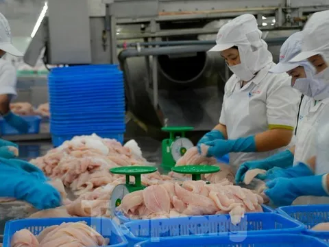 Thủy sản Việt Nam và những kỷ lục ấn tượng nhất từ trước tới nay