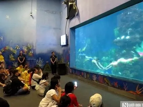 Chuyện về những “nàng tiên cá” ở thủy cung