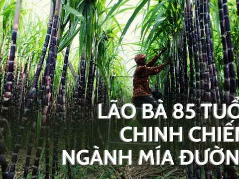 Lão bà Kỷ Mão lớn tuổi nhất sàn chứng Việt: DN cán đích lợi nhuận ngay quý đầu niên độ, trả cổ tức cả trăm tỷ, EPS top đầu, cổ phiếu trụ vững trong CLB "giá 3 chữ số"