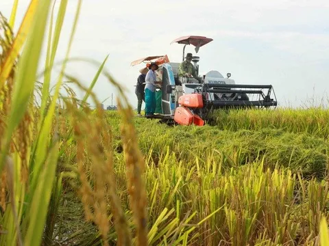 Nông dân trồng lúa miền Tây trúng mùa, trúng giá