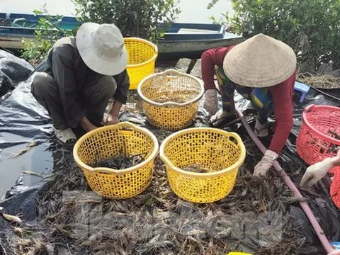 Nông dân Cà Mau tất bật thu hoạch tôm càng xanh ngày mùng 1 Tết