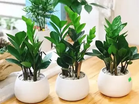 Những loại cây phong thủy mang lại tài lộc cho năm Quý Mão với giá chỉ từ vài chục nghìn/cây