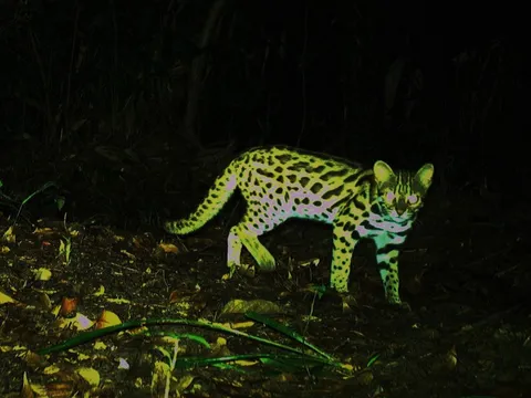 Ngắm loài mèo rừng quý hiếm trên đỉnh Trường Sơn