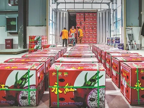 Hoa quả Việt ùn ùn xuất sang Trung Quốc trong 2 ngày Tết