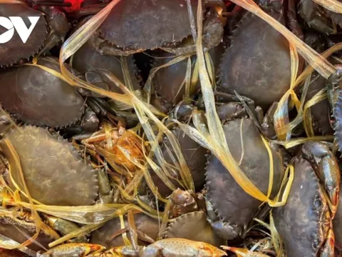 Du khách ghé thăm biển Vũng Tàu đông, giá hải sản tăng đột biến