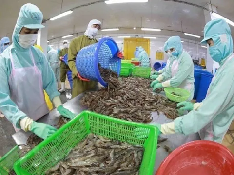 Xuất khẩu tôm Việt tăng trưởng trong một năm đầy khó khăn, biến động