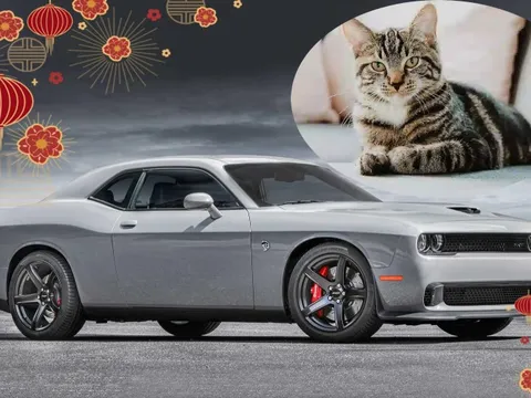 Quý Mão nói chuyện mèo và ô tô: từ Hellcat đến Leopart, Peugeot