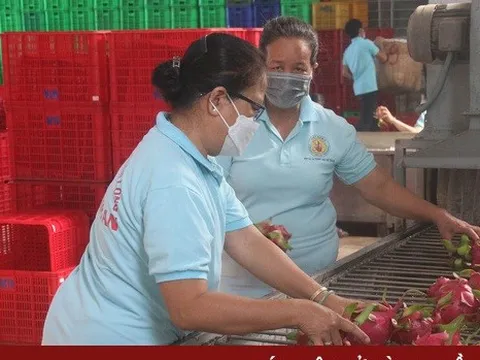 Hơn 37.000 tấn hoa quả xuất qua cửa khẩu Lào Cai