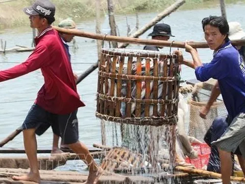 "Cựu vương" cá tra lãi gấp hơn 5 lần năm 2021 nhưng vẫn không thể hoàn thành mục tiêu lợi nhuận nghìn tỷ như cam kết của Tổng giám đốc